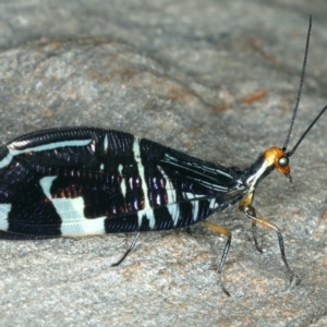 Porismus strigatus at Majura, ACT - 27 Mar 2020