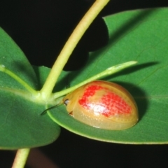 Paropsisterna fastidiosa (Eucalyptus leaf beetle) at Denman Prospect, ACT - 26 Mar 2020 by Harrisi