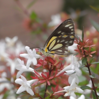 Belenois java (Caper White) at Evatt, ACT - 24 Mar 2020 by TimL