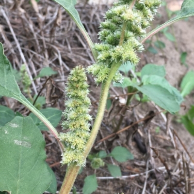 Amaranthus sp. (Amaranth) at Gigerline Nature Reserve - 27 Mar 2020 by JaneR