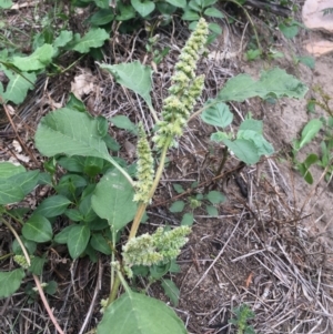 Amaranthus sp. at Tharwa, ACT - 27 Mar 2020