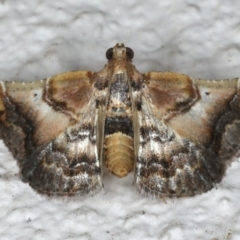 Scenedra decoratalis (A Pyralid moth) at Ainslie, ACT - 27 Mar 2020 by jbromilow50