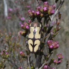 Castiarina decemmaculata (Ten-spot Jewel Beetle) at Theodore, ACT - 24 Oct 2018 by owenh