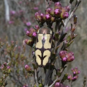 Castiarina decemmaculata at Theodore, ACT - 24 Oct 2018