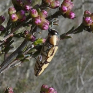 Castiarina decemmaculata at Theodore, ACT - 24 Oct 2018