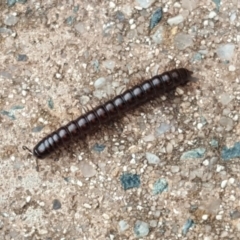 Diplopoda (class) (Unidentified millipede) at Isaacs, ACT - 28 Mar 2020 by Mike