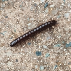 Diplopoda sp. (class) (Unidentified millipede) at Isaacs, ACT - 27 Mar 2020 by Mike