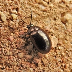 Chrysolina quadrigemina (Greater St Johns Wort beetle) at Bullen Range - 27 Mar 2020 by JohnBundock