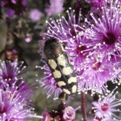 Castiarina decemmaculata (Ten-spot Jewel Beetle) at Melrose - 24 Oct 2018 by Owen