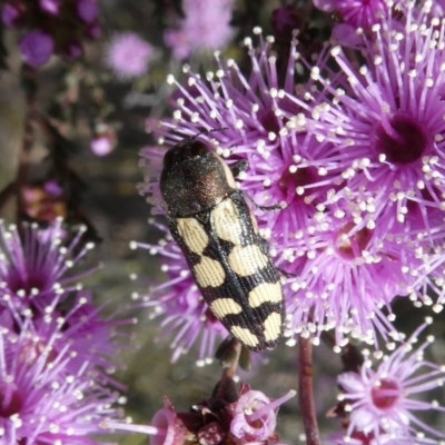 Castiarina decemmaculata (Ten-spot Jewel Beetle) at Melrose - 24 Oct 2018 by Owen