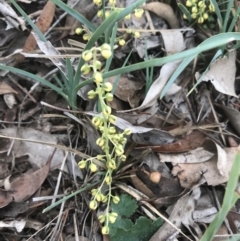 Lomandra filiformis subsp. coriacea (Wattle Matrush) at Sutton, NSW - 26 Mar 2020 by walter