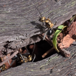 Polyrhachis semiaurata at Guerilla Bay, NSW - 21 Mar 2020 02:31 PM