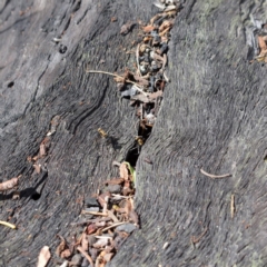 Polyrhachis sp. (genus) at Guerilla Bay, NSW - 21 Mar 2020