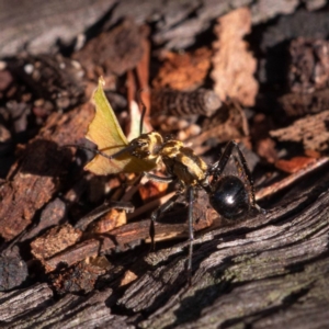 Polyrhachis semiaurata at Guerilla Bay, NSW - 21 Mar 2020 02:31 PM