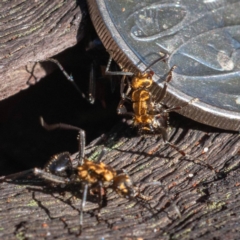 Polyrhachis semiaurata at Guerilla Bay, NSW - 21 Mar 2020 02:31 PM