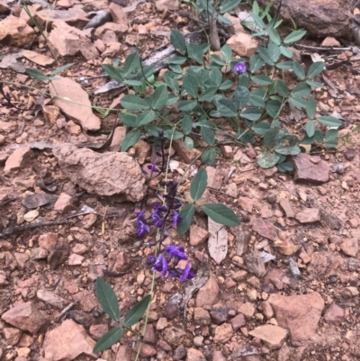 Glycine tabacina (Variable Glycine) at Sutton, NSW - 27 Mar 2020 by walter