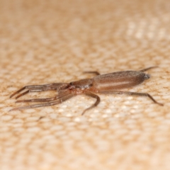 Gnaphosidae or Trochanteriidae (families) (Flat spider) at Kambah, ACT - 28 Mar 2020 by Marthijn