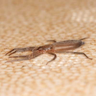 Gnaphosidae or Trochanteriidae (families) (Flat spider) at Kambah, ACT - 27 Mar 2020 by Marthijn