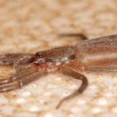 Gnaphosidae or Trochanteriidae (families) at Kambah, ACT - 28 Mar 2020 10:43 AM