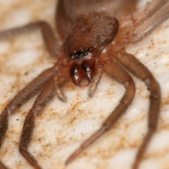 Gnaphosidae or Trochanteriidae (families) at Kambah, ACT - 28 Mar 2020 10:43 AM