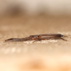 Gnaphosidae or Trochanteriidae (families) at Kambah, ACT - 28 Mar 2020