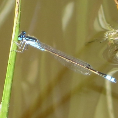 Ischnura heterosticta (Common Bluetail Damselfly) at Fyshwick, ACT - 22 Mar 2020 by Christine