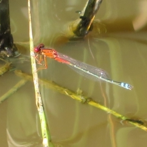 Xanthagrion erythroneurum at Fyshwick, ACT - 22 Mar 2020