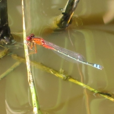 Xanthagrion erythroneurum (Red & Blue Damsel) at Jerrabomberra Wetlands - 22 Mar 2020 by Christine