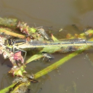 Ischnura heterosticta at Fyshwick, ACT - 22 Mar 2020