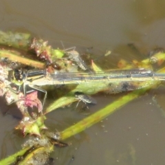 Ischnura heterosticta (Common Bluetail Damselfly) at Fyshwick, ACT - 22 Mar 2020 by Christine