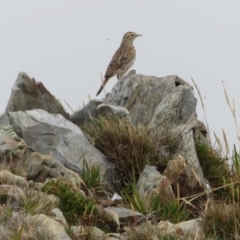 Anthus australis (Australian Pipit) at Kosciuszko National Park - 24 Feb 2020 by RobParnell