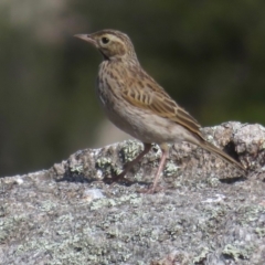 Anthus australis (Australian Pipit) at Kosciuszko National Park, NSW - 22 Feb 2020 by RobParnell