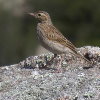Anthus australis (Australian Pipit) at Kosciuszko National Park, NSW - 22 Feb 2020 by RobParnell