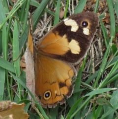 Heteronympha merope (Common Brown Butterfly) at Narrabundah, ACT - 24 Mar 2020 by RobParnell