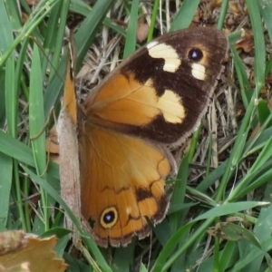 Heteronympha merope at Narrabundah, ACT - 24 Mar 2020 01:52 PM