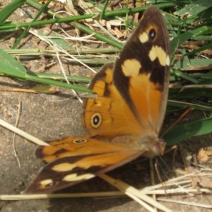 Heteronympha merope at Narrabundah, ACT - 24 Mar 2020 01:52 PM