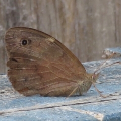 Heteronympha merope at Narrabundah, ACT - 24 Mar 2020 01:52 PM