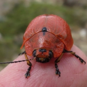 Paropsis augusta at Geehi, NSW - 24 Feb 2020 12:44 PM