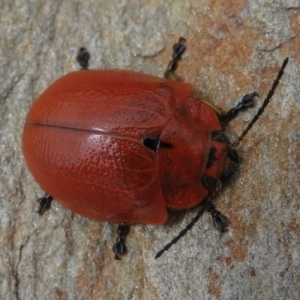 Paropsis augusta at Geehi, NSW - 24 Feb 2020 12:44 PM