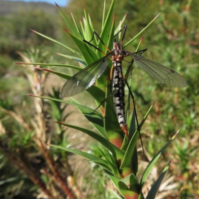 Tipulidae sp. (family) (Unidentified Crane Fly) at Kosciuszko National Park - 22 Feb 2020 by RobParnell