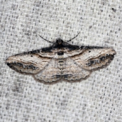 Syneora euboliaria (Boarmiini, Geometer moth) at O'Connor, ACT - 26 Mar 2020 by ibaird