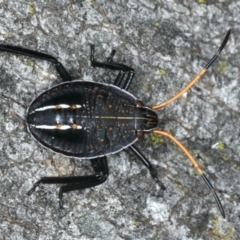 Theseus modestus (Gum tree shield bug) at Mount Ainslie - 27 Mar 2020 by jb2602