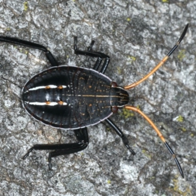 Theseus modestus (Gum tree shield bug) at Mount Ainslie - 27 Mar 2020 by jb2602