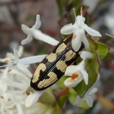 Castiarina decemmaculata (Ten-spot Jewel Beetle) at Tuggeranong Hill - 28 Oct 2018 by Owen