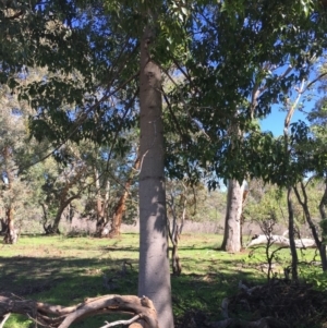 Brachychiton populneus subsp. populneus at Paddys River, ACT - 22 Mar 2020