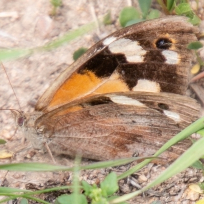 Heteronympha merope (Common Brown Butterfly) at Cooleman Ridge - 26 Mar 2020 by SWishart