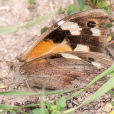 Heteronympha merope (Common Brown Butterfly) at Chapman, ACT - 26 Mar 2020 by SWishart