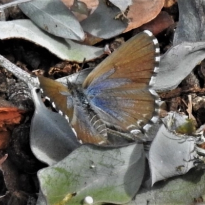 Theclinesthes serpentata (Saltbush Blue) at Wanniassa, ACT - 28 Mar 2020 by JohnBundock