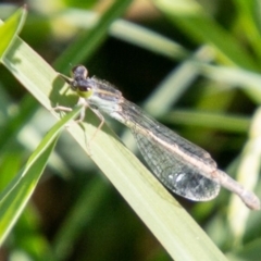 Ischnura aurora (Aurora Bluetail) at Stromlo, ACT - 26 Mar 2020 by SWishart