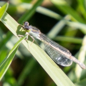 Ischnura aurora at Cooleman Ridge - 26 Mar 2020